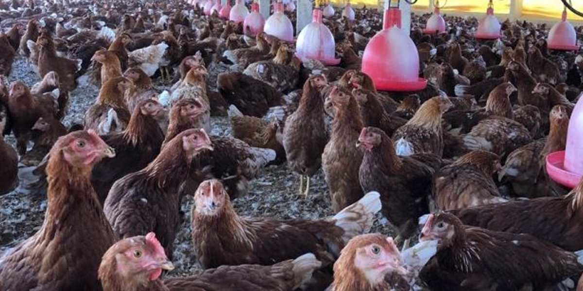 Granja Mantiqueira certificada con el sello para gallinas libres construirá nuevas granjas de sistema cage-free