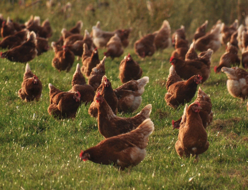 Covid-19 y animales: cuidados para evitar la contaminación del virus en las granjas