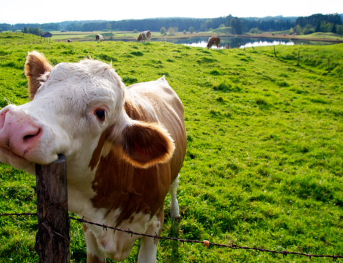 Bienestar de las vacas lecheras: La importancia de una nutrición adecuada
