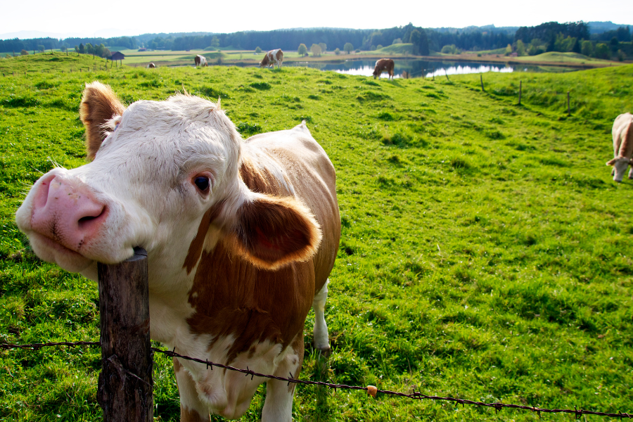 Bienestar de las vacas lecheras: La importancia de una nutrición adecuada