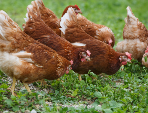 Crianza de gallinas ponedoras: conozca cuáles son los requisitos para la recría y el manejo de las aves