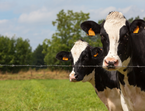 Crianza de bovinos lecheros: conozca algunos consejos prácticos para su nutrición y alojamiento