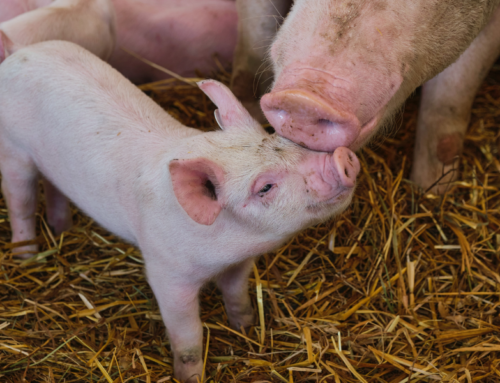 Bienestar de los cerdos: entienda cuáles son las consecuencias de la claudicación