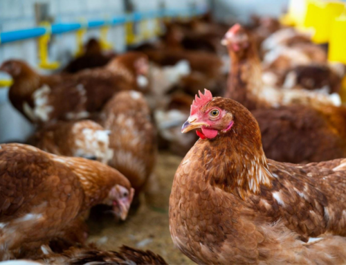 Descubra cómo evitar el canibalismo entre las gallinas