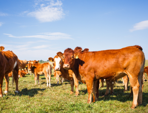 Manejo de bovinos: aprenda más sobre su comportamiento y características