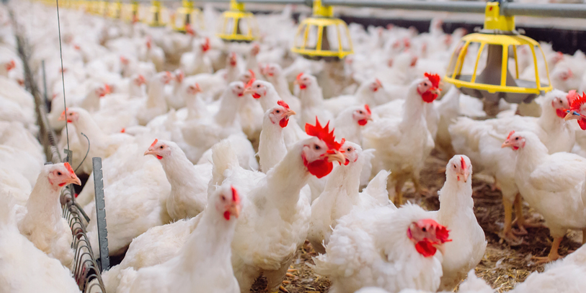 Pollos de engorde: conozca cuáles son los factores que influyen en la  calidad de la carne - Certified Humane Latino | Bienestar animal