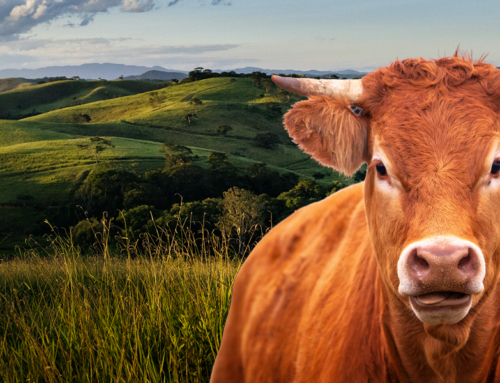 Transporte de bovinos: ¿cómo manejar a los animales de forma correcta?