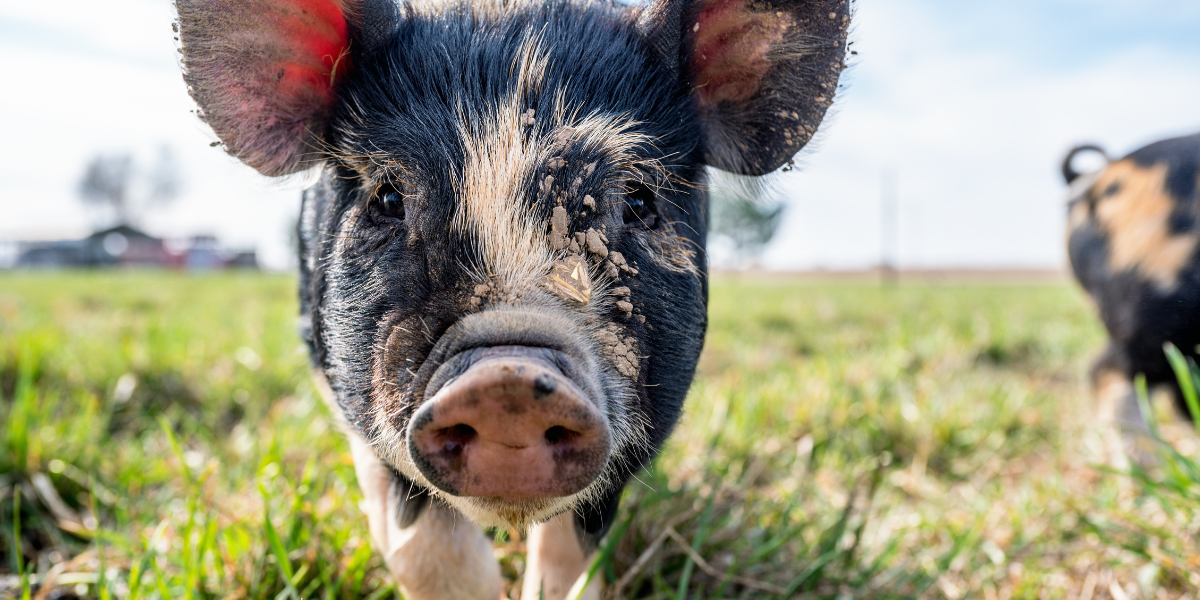 Nutrición de los cerdos: conozca los principales sistemas de alimentación