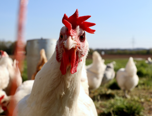 Conozca qué instalaciones favorecen el bienestar de los pollos de engorde