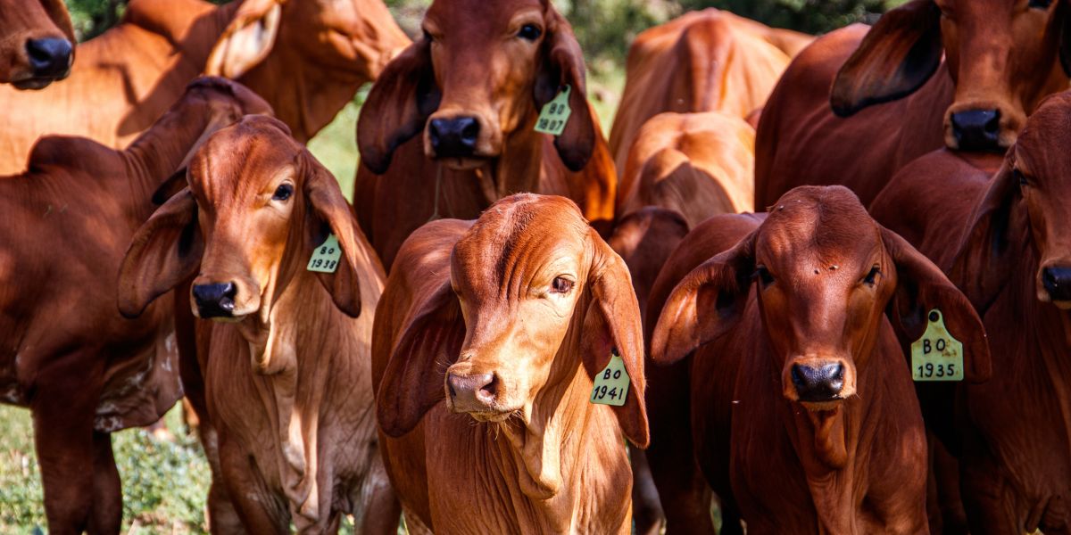Cinco reglas de bienestar para el transporte del ganado bovino