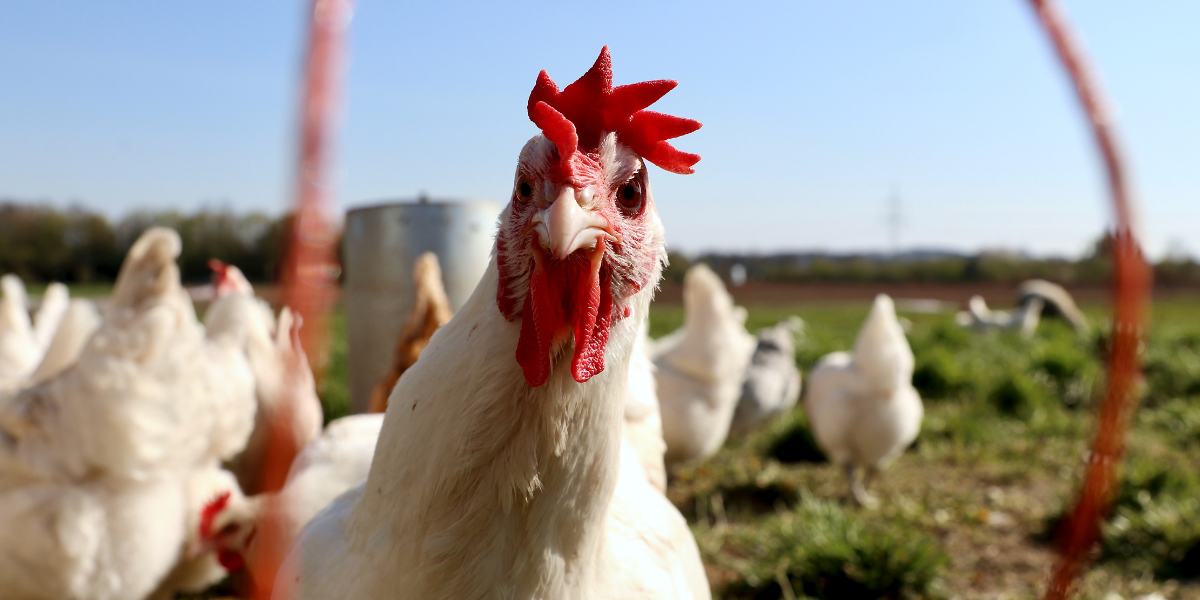Conozca qué instalaciones favorecen el bienestar de los pollos de engorde
