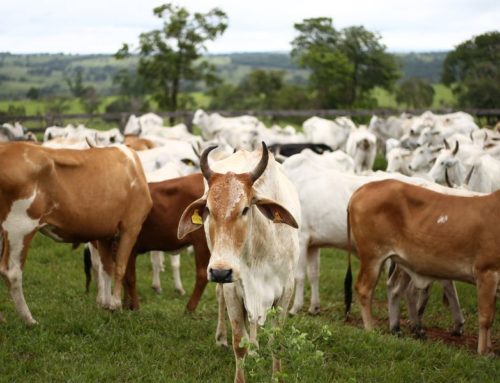 Bienestar en la producción de leche: proporcionar calidad zoosanitaria y de nutrición al ganado