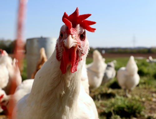 Conozca cuáles son las principales enfermedades que afectan a los pollos de engorde y sepa prevenirlas