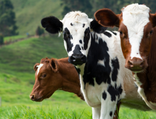 ¿Cuál es el manejo adecuado de las vacas lecheras?