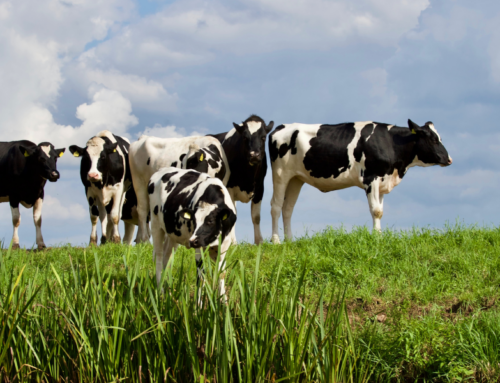 Bienestar de las vacas lecheras: cuidado de las instalaciones y del medio ambiente