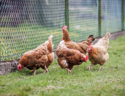Comprenda la importancia del enriquecimiento ambiental para las gallinas ponedoras