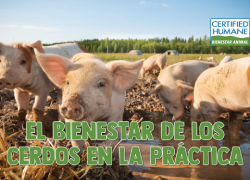 El bienestar de los cerdos en la práctica