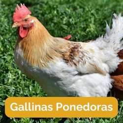 Gallinas Ponedoras