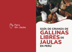 Guía de Crianza de Gallinas Libres de Jaulas en Perú