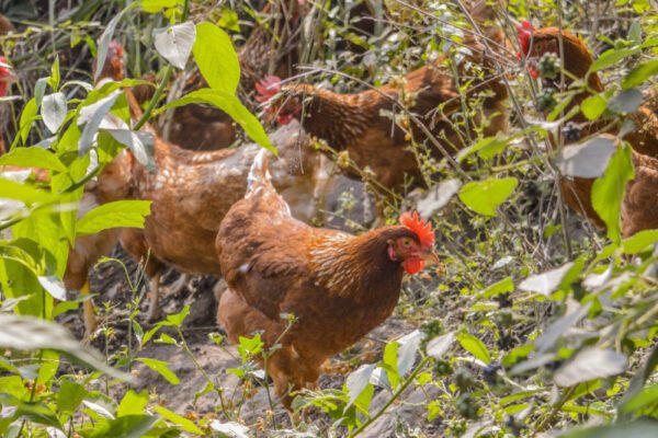 Gallinas de plumas marrones caminan entre vegetación verde en un entorno abierto y soleado.