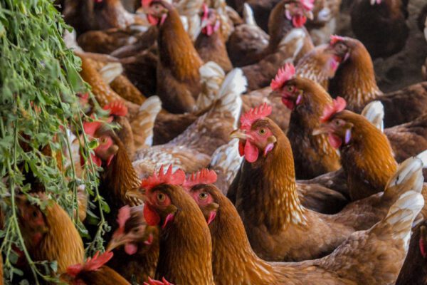 Grupo de gallinas marrones agrupadas en un espacio cerrado, cerca de ramas verdes.