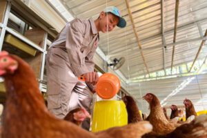 Sonriendo, el agricultor vierte agua en un recipiente amarillo mientras las gallinas observan atentamente.