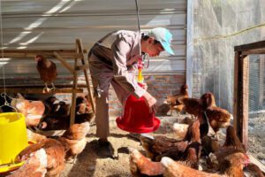 El agricultor repone un comedero rojo mientras las gallinas se reúnen dentro de un gallinero soleado.