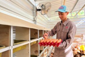 Un joven agricultor con un mono recoge huevos de un gallinero y los coloca en una bandeja roja.