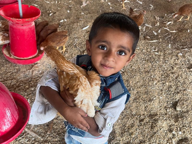 Niño pequeño sonriente sostiene una gallina marrón clara en los brazos.
