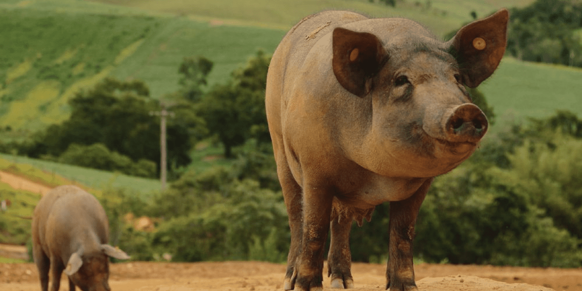 Ianni-Agropecuária-FaBene-Alimentos-Certified-Humane