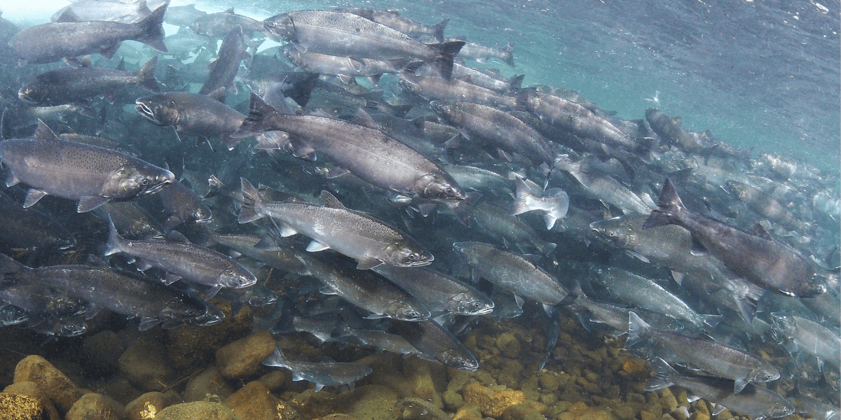 Coho salmon, Roger Tabor, USFW/USFWS, Public Domain, https://www.fws.gov/media/coho-salmon-2